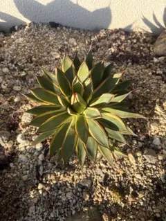 2026年最新】バーントバーガンディの人気アイテム - メルカリ