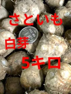 さといも　白芽 　5キロ