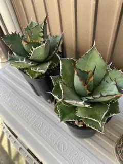 2025年最新】アガベ チタノタ ノーネームの人気アイテム - メルカリ