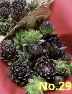 ★No.29★センペル★12品種★詰め合わせ★寄せ植え★カット苗★センペルビウム