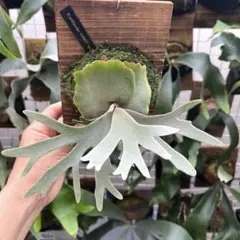 ︎︎︎︎☑︎ veitchii wild × Diversifolium ビカクシダ ︎︎︎︎☑︎ veitchii wild × Diversifolium ビカクシダ - メルカリ