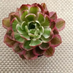 sweet16様 リクエスト 2点 まとめ商品