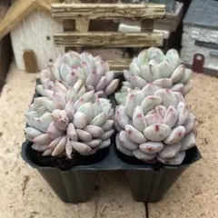 メメ様 リクエスト 3点 まとめ商品