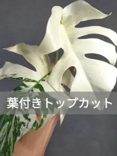 う*)様 斑入りモンステラホワイトタイガートップカット葉っぱ3枚付を3株おまとめ 前回即完売した斑入りモンステラ、ホワイトタイガーが数量限定で再入荷