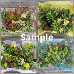 多肉植物　セダム　おまかせ　詰め合わせミニパック