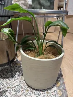 光触媒 人工観葉植物 フェイクグリーン サンスベリアスタンドセット