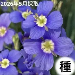 けいさん様 リクエスト 2点 まとめ商品