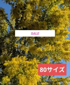 パールアカシア　ミモザ　80サイズ