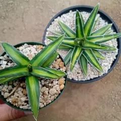 ⑤アガベ　笹の雪　中斑　検索　氷山　TL-1 パリー リップルエフェクト ③アガベ 笹の雪 中斑 検索 氷山 TL-1 パリー リップルエフェクト