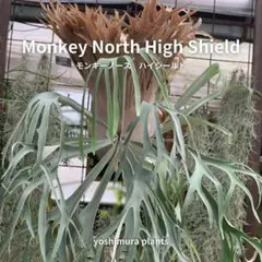 [胞子] Monkey North High Shield　ビカクシダのサムネイル