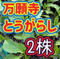 ブランド兵庫県産 万願寺とうがらし 栽培期間中農薬不使用 - メルカリ