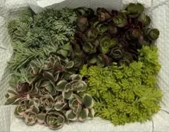 多肉植物　セダム　カット苗詰め合わせのサムネイル