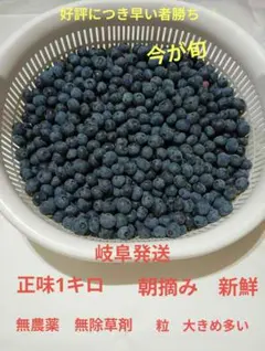 ★生ブルーベリー　正味1㌔　自家製　 粒大きめ　朝摘み　農薬や除草剤不使用のサムネイル
