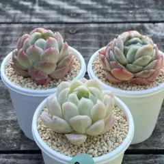 SALE❗️904多肉植物　カット苗　寄せ植え　人気3種セット❣️