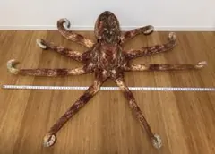 Item thumbnail for item 4a5f961b-66d2-467c-b03b-dfa2a81fe19a