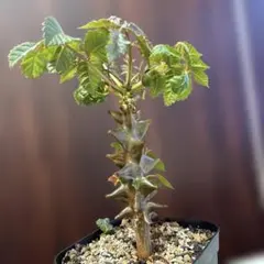 実生】ベイセリアメキシカーナ Beiselua mexicana A - メルカリ