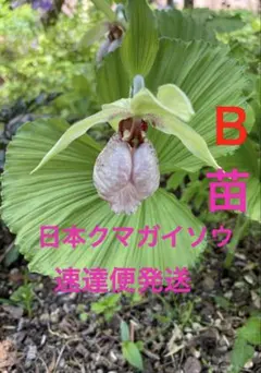 2025年最新】クマガイソウの人気アイテム - メルカリ