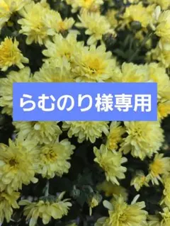らむのり様専用 延長30分