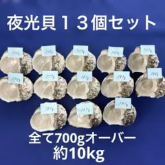 夜光貝　ヤコウ貝　まとめ売り　13個　約10kg アクセサリー　ルアー