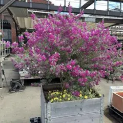 レウコフィルム　グリーンリーフ特価品/ 759 Amazon.co.jp: レウコフィルム フルテスケンス 5号ポット【品種