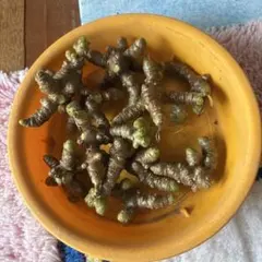 おかわかめ　ムカゴ５個のサムネイル
