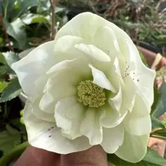 るるれれろ様 リクエスト 2点 まとめ商品