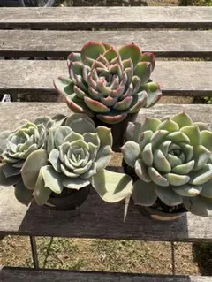 2025年最新】多肉植物 葉挿しの人気アイテム - メルカリ