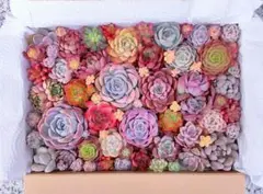 ☆感謝☆大満足！㉚たっぷりバラエティー韓国苗入り多肉植物カット苗セット