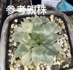 ハオルチア 闇の森 葉挿し 発根発芽済み - メルカリ