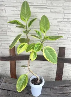 フィカス アフリカンプリンス観葉植物引き取り限定1.8メーター - メルカリ
