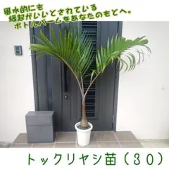 2026年最新】耐寒性ありのヤシの人気アイテム - メルカリ