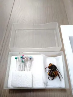 2026年最新】蜂 標本の人気アイテム - メルカリ