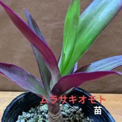 2026年最新】万年青 オモトの人気アイテム - メルカリ