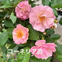 レンゲローズ 2年生苗 蕾付き 草丈30センチ位の大きい苗♪ - メルカリ