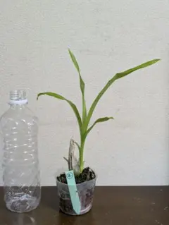 セラトステマ Ceratostema ivanportillae 着生ツツジ - メルカリ