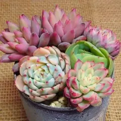 2025年最新】ラブリーローズ錦の人気アイテム - メルカリ