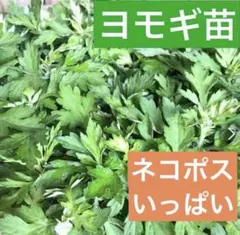 2026年最新】よもぎ苗の人気アイテム - メルカリ