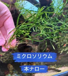 ミクロソリウム 本ナローのサムネイル