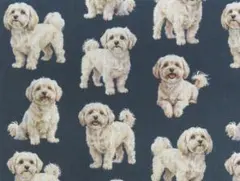 【ゆきちゃん限定】X2477-1 マルプー クリーム系 紺 コットン生地 1m