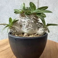 ドルステニア ラブラニー N/OH 鉢付き 塊根植物 コーデックス - メルカリ