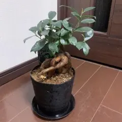 2026年最新】ガジュマル 斑入りの人気アイテム - メルカリ