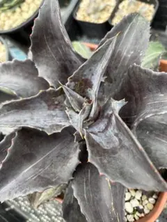 2025年最新】マンガベ ナイトオウルの人気アイテム - メルカリ