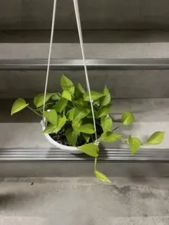 ポトスライムコンパクト ポトス：ライム・コンパクト・四角い素焼き鉢入り の通販 | 園芸