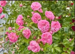 ジュリア (ノ´∀｀*)土日休みです様 リクエスト 3点 まとめ商品