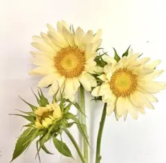 マンモスひまわり&カマキリ(花器付き!)(夏の吐息!)実寸台、 - メルカリ