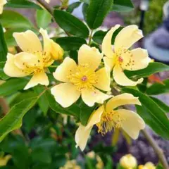 珍しい●モッコウバラ黄一重咲き●長尺苗トゲなし６号ロング鉢メルカリ便