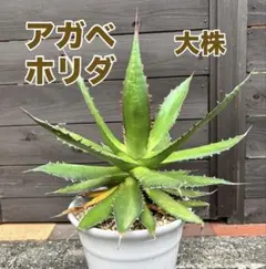 2026年最新】アガベ ホリダ 大株の人気アイテム - メルカリ