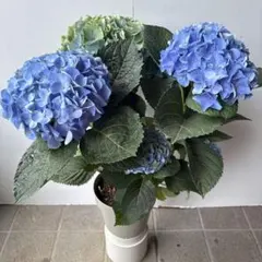 紫陽花 塩原花園さん 試作品④ 6号底面給水鉢 - メルカリ