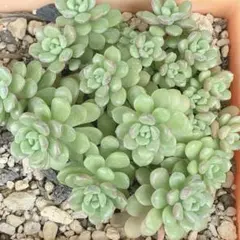 多肉植物 スプリングワンダー×だるま姫秀麗 小梅★抜き苗のサムネイル