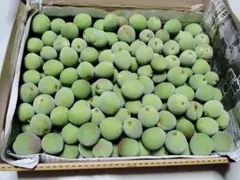 信州産小梅　中サイズ　青梅　１，１ｋｇ　梅シロップ　梅酒のサムネイル